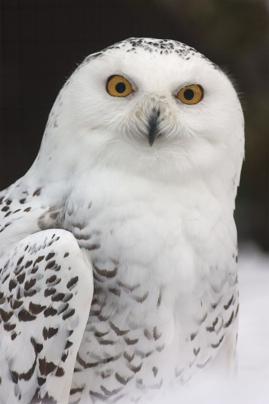 white, gray, owl, brown, snow owl, snowy owl, zoo, feather, bird, yellow eyes