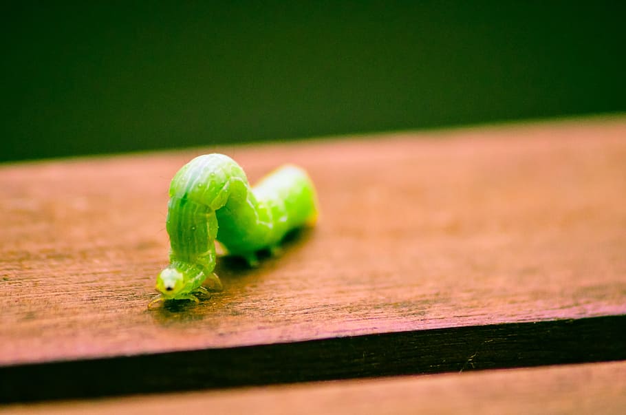 caterpillar, bug, macro, selective focus, green color, close-up, healthy eating, food, food and drink, wellbeing