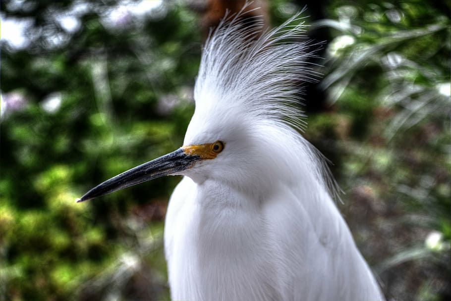 snowy egret, white, bird, feathers, yellow, eye, portrait, close, animal wildlife, animal themes