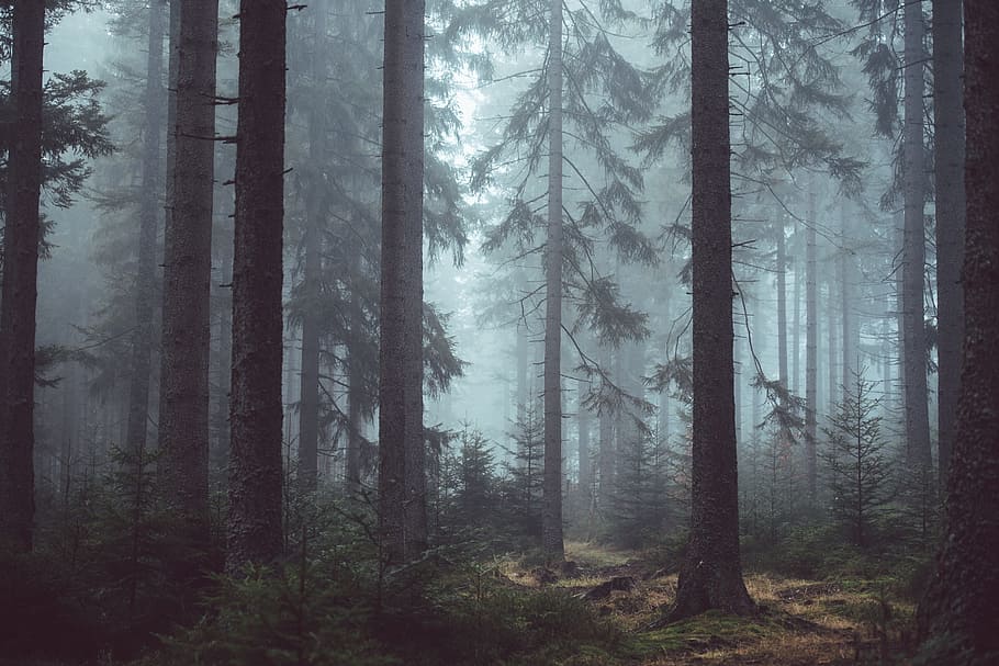 brown, green, trees, digital, wallpaper, forest, woods, misty, forest trees, mysterious