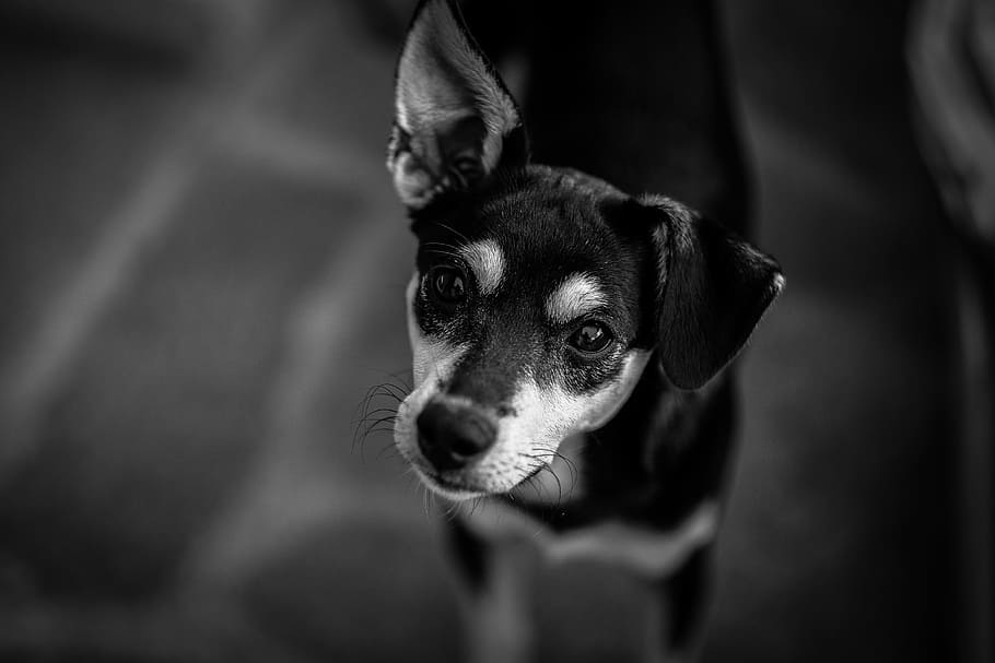 grayscale photo, chihuahua, animal, close-up, dog, macro, pet, one animal, animal themes, mammal