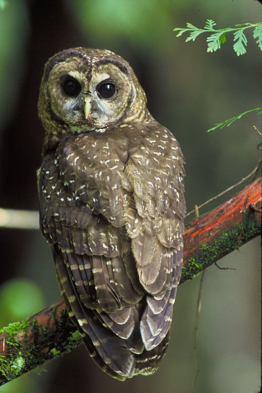 gray, white, owl perching, tree branch, northern spotted owl, owl, predator, bird, bird of prey, nocturnal