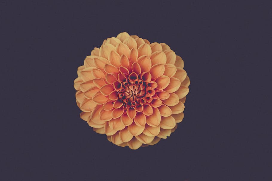 orange, chrysanthemum flower, close, photography, flower, marigold, origami, black background, studio shot, close-up