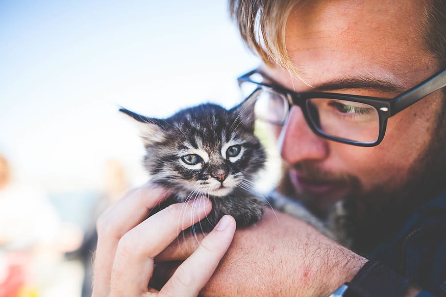 people, man, eyeglasses, kitten, cat, pet, animal, domestic, pets, domestic animals
