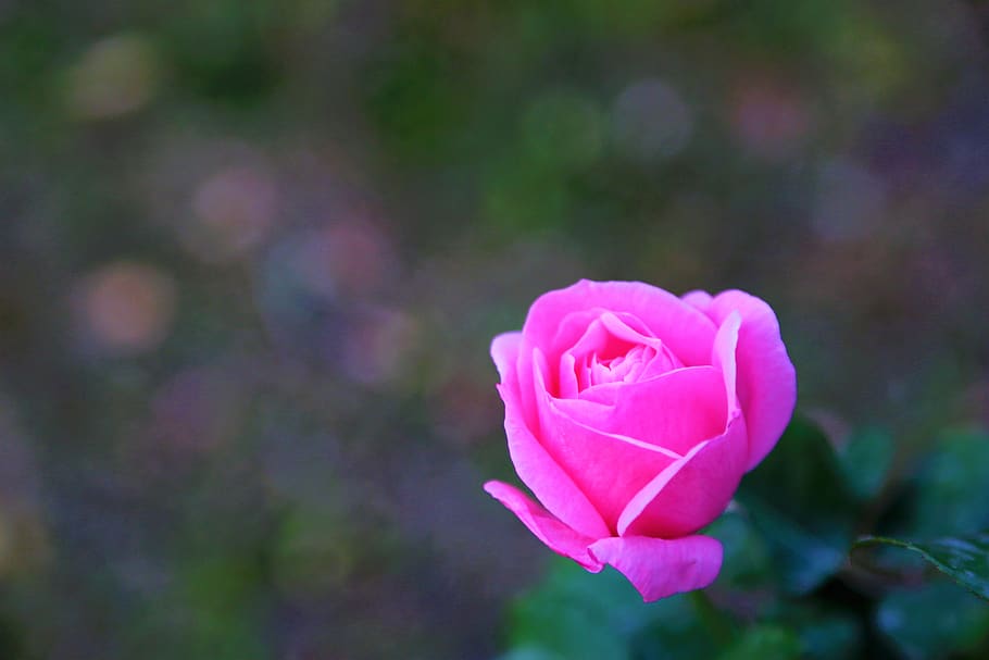 pink, rose, nature, love, romantic, flower, leaves, plant, beautiful, smell