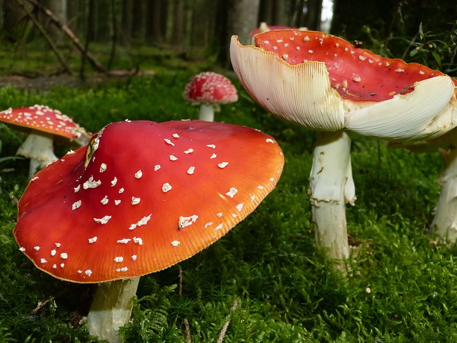 fly agaric, mushrooms, red fly agaric mushroom, toxic, spotted, autumn, forest, nature, red, moss
