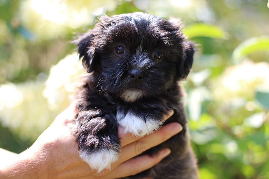 puppy, black and white puppy, dog, pet, cute, young, small, teddy bear puppy, one animal, pets