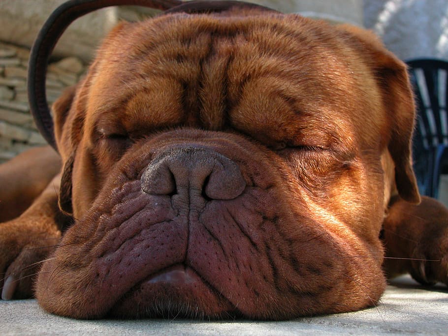 adult, brown, french, mastiff, lying, grey, pavement, daytime, dog, snout