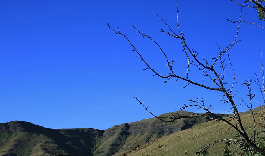 Cielo, claro, puro, brillante, azul, cimas de montañas, pendientes, ramas secas, montaña, árbol desnudo