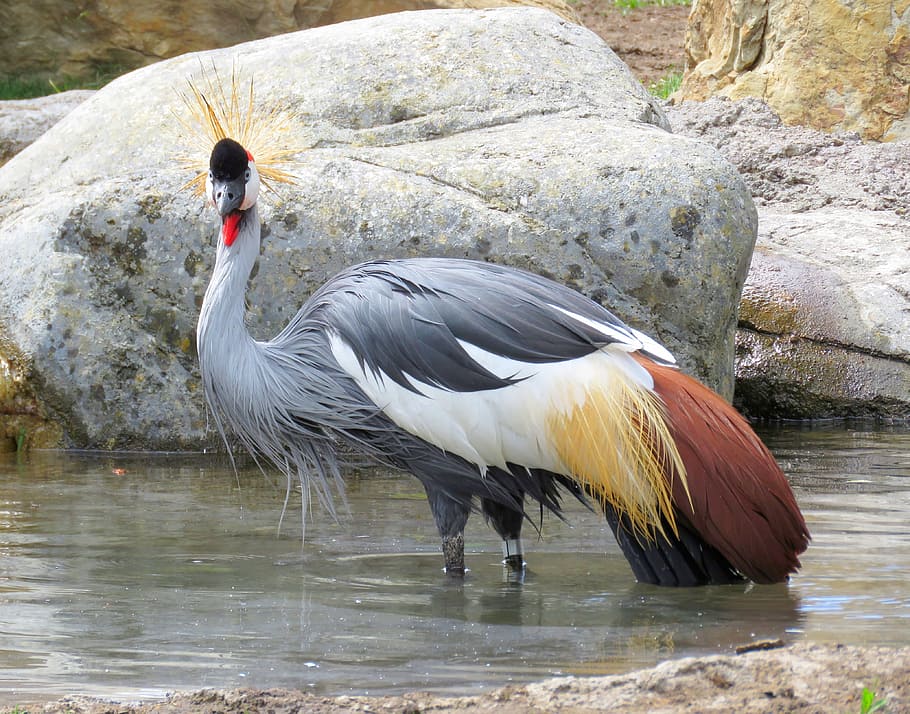 gray, brown, peacock, body, water, grey crowned crane, uganda national bird, crane, crowned, mohawk