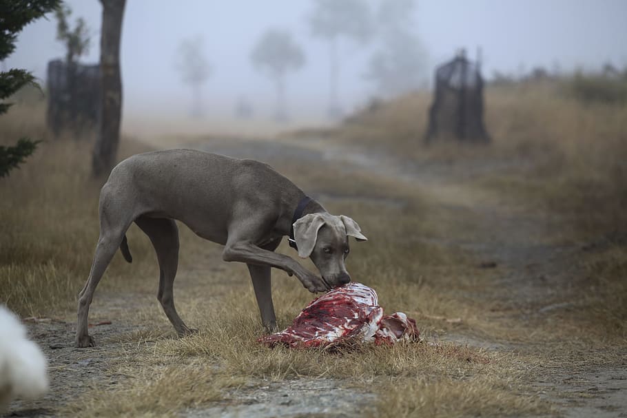 adult, gray, weimaraner, smelling, meat, brown, grass, dog, hunting, carcass