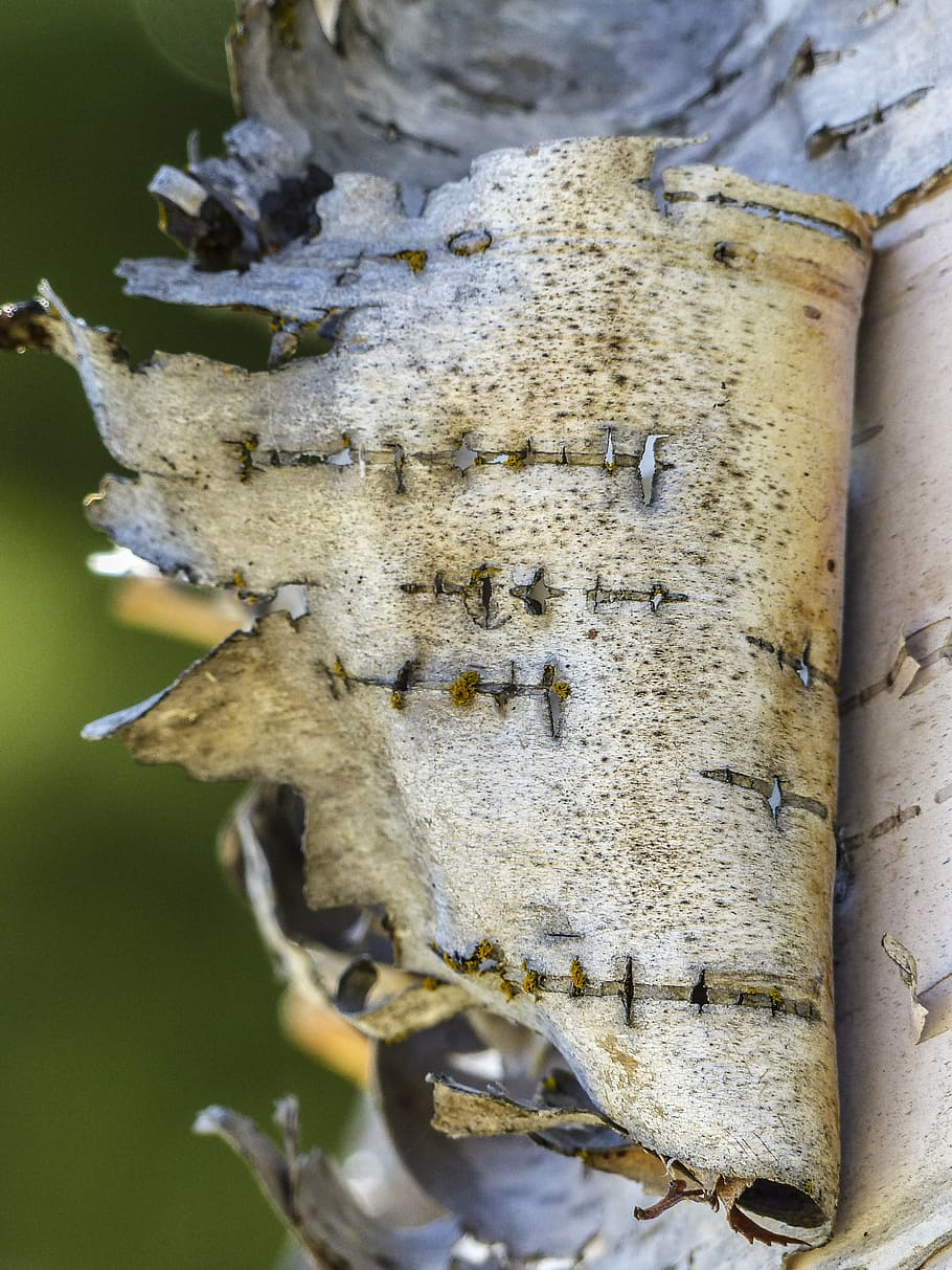 birch, peeling, bark, torn, nature, forest, tree, wood, close-up, macro