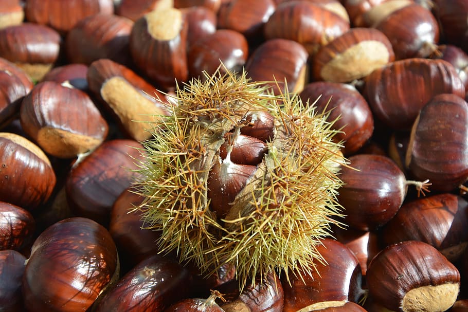chestnut, bug open, chestnuts, brown, eat, power, nature, fruit, bug, food and drink