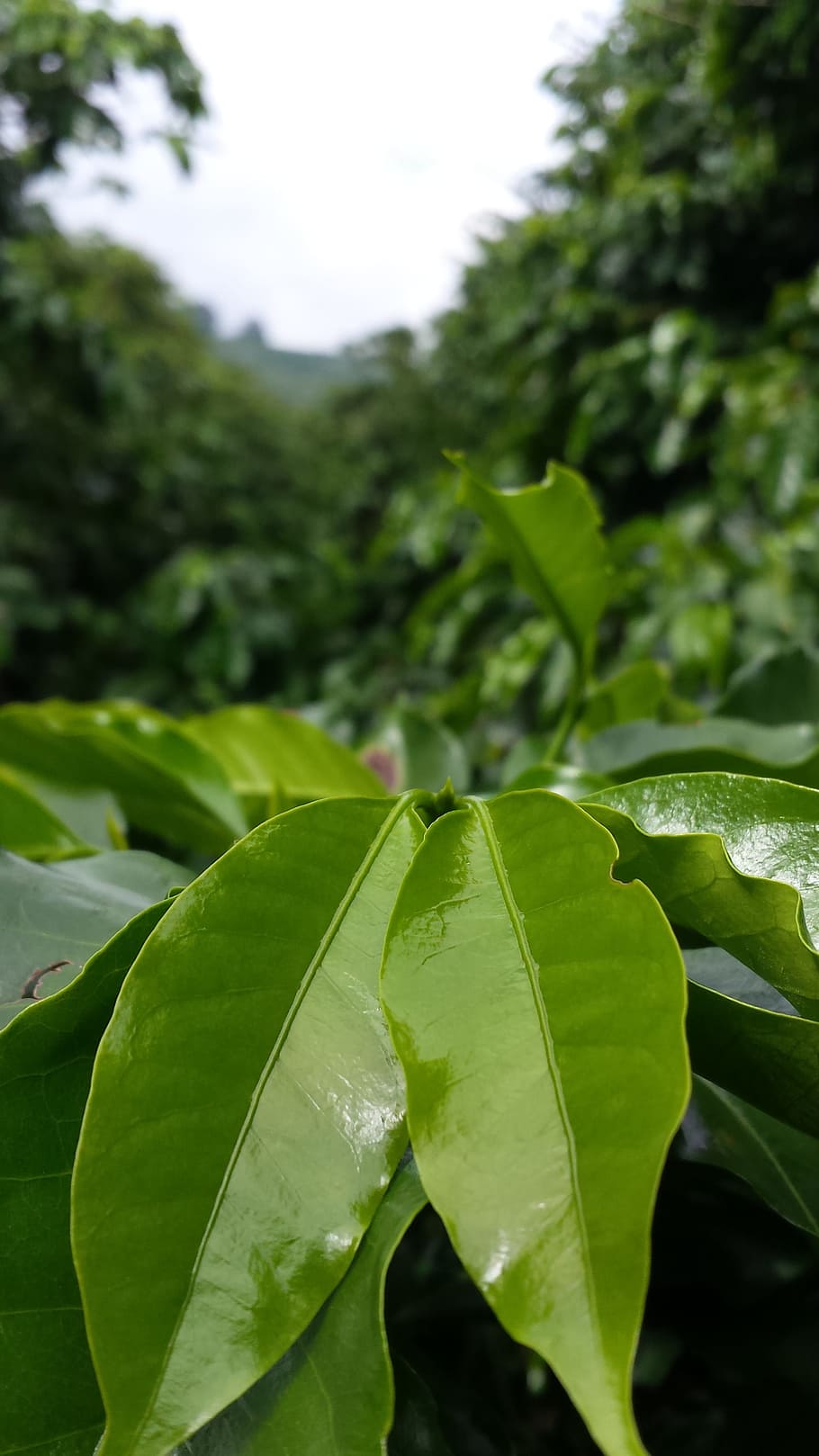 녹색, 잎 식물 클로즈업 사진, 커피 나무, 커피, 농장, 수확고, 커피 농장, 카페, 잎, 식물 부분