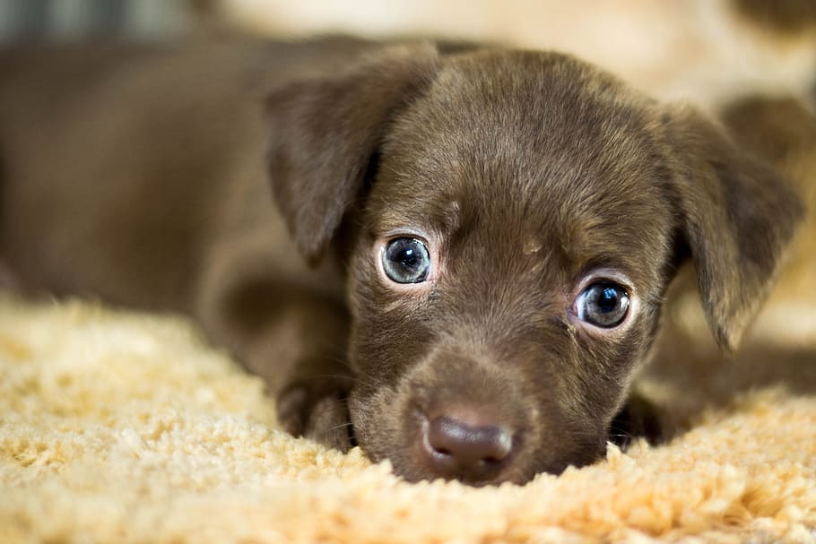close, black, labrador retriever puppy, dog, adoption, home, adopted dog, lost dog, mutts, pet