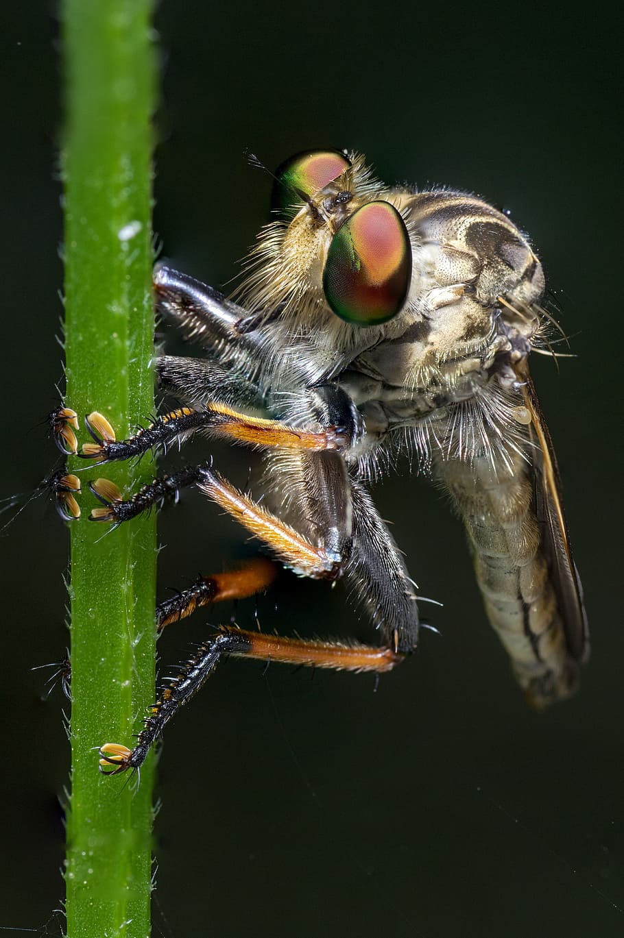 Robber Fly, Macro, Insect, Nature, fly, bug, compound eyes, wildlife, animal, close-up