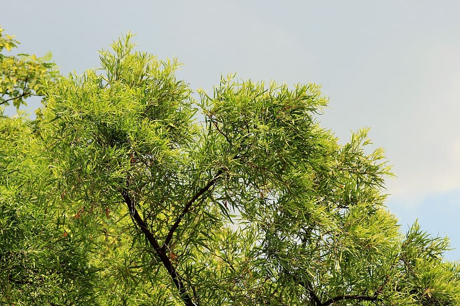 sky, overcast, grey, tree, karee, green, plant, green color, growth, nature