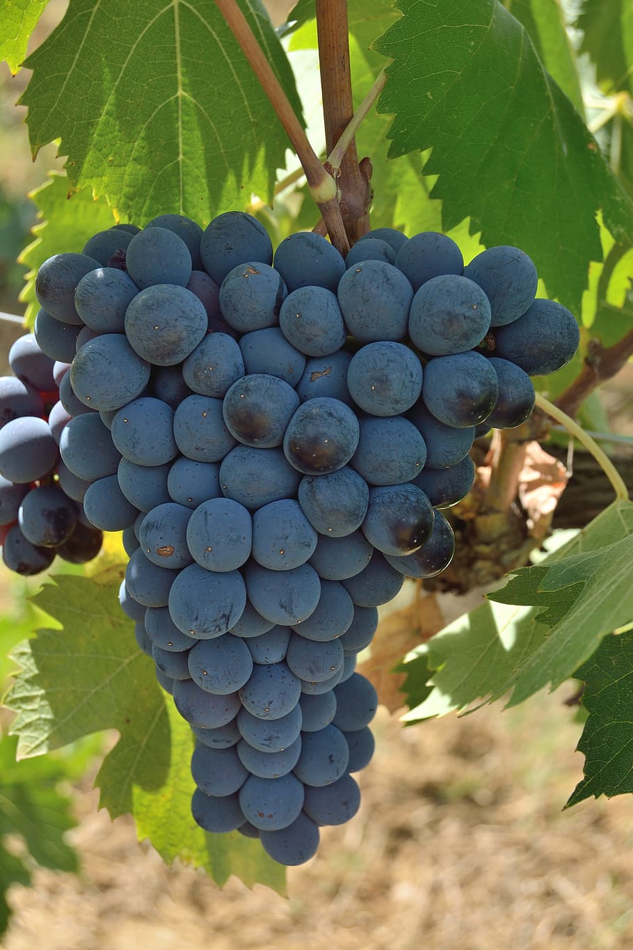 grapes, bunch, red, wine, tuscany, vineyard, vineyards, screw, fruit, acini