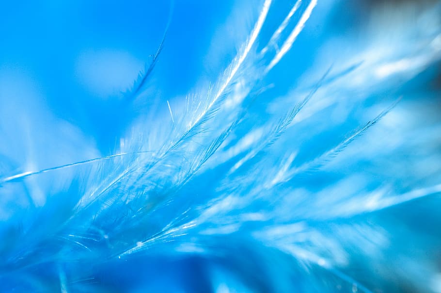 beautiful, blue, feather, backgrounds, nature, softness, abstract, abstract backgrounds, close-up, extreme close-up