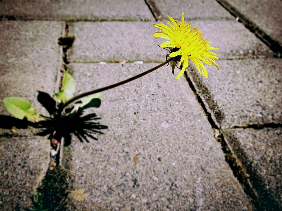 yellow petaled flower, dandelion, weed, flower, blossom, bloom, yellow, pavement, paving stones, bright