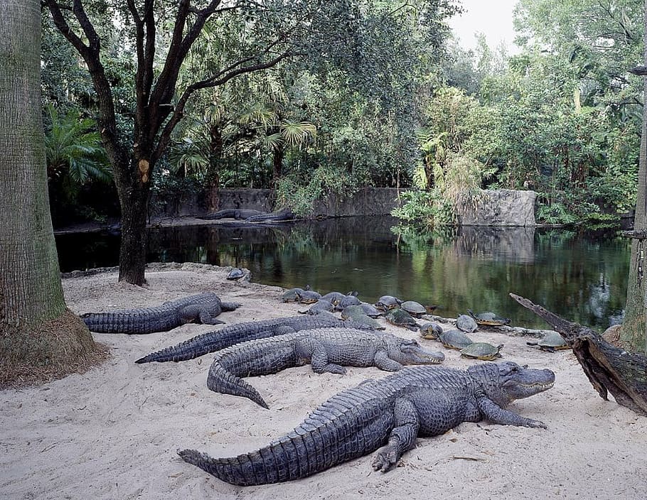 alligators, sunning, resting, wildlife, nature, attraction, tourists, reptiles, outdoors, busch gardens