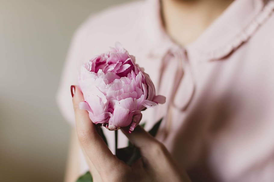 selective, focus, woman, holding, pink, flower, person, peony, girl, lady