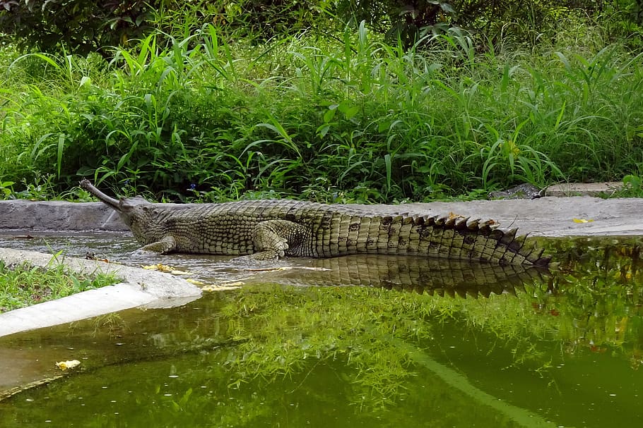 gharial, gavialis gangeticus, gavial, fish-eating crocodile, crocodilian, gavialidae, conservation, carnivore, endangered, rajkot