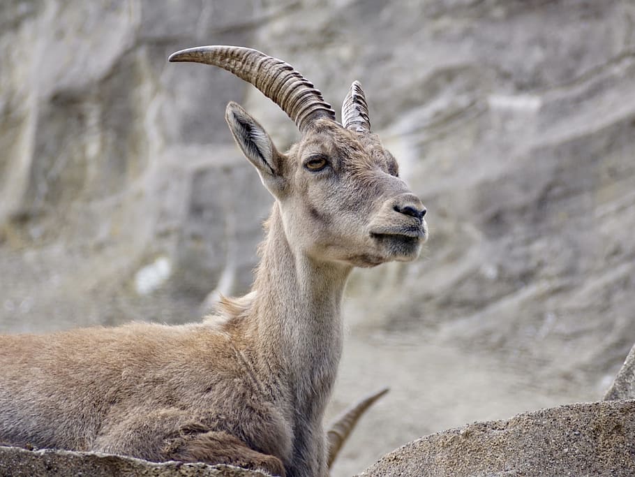 brown, deer, mountain, Capricorn, Ungulate, Horns, Alpine, Ibex, alpine, ibex, alpine ibex