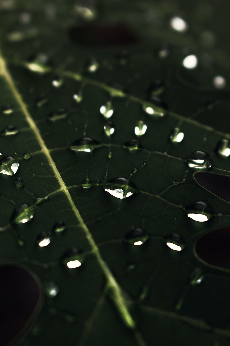 micro, photography, water dew, green, leaf, plant, nature, plants, leaves, veins