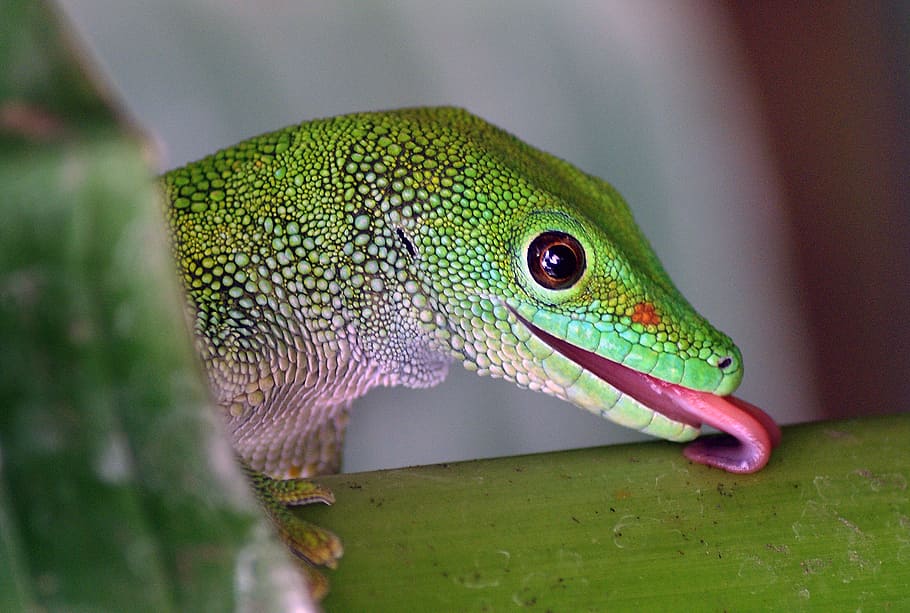 Madagascar, dia, lagartixa, lagarto verde, um animal, animal, temas de animais, vertebrado, réptil, cor verde