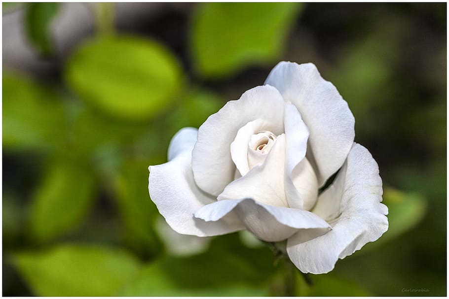 Rosa Blanca, flor rosa blanca, flor, belleza en la naturaleza, planta floreciendo, vulnerabilidad, fragilidad, pétalo, planta, inflorescencia