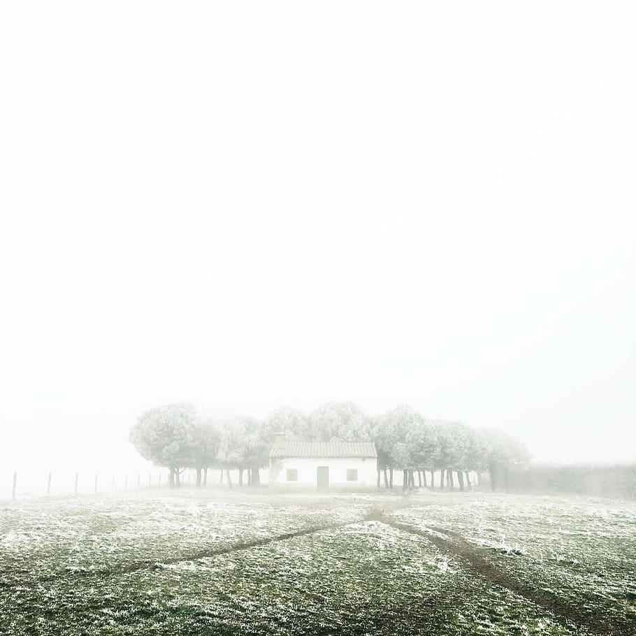 house, surrounded, trees, fogs, nature, home, green, grass, field, garden