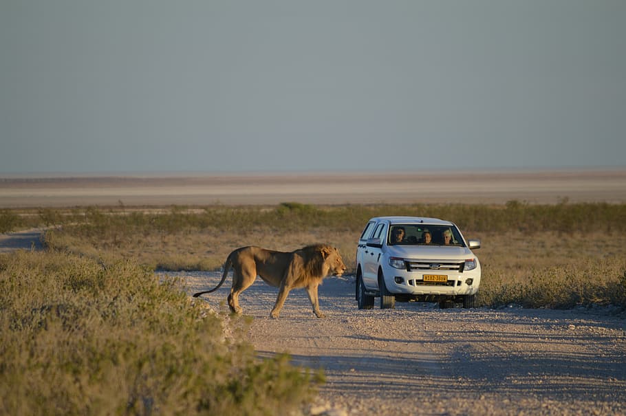 lion, white, car, africa, namibia, etosha, predator, wildcat, wild animal, cat
