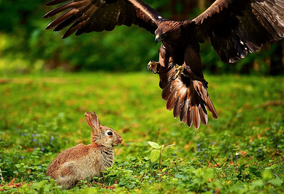 fotografia, marrom, águia, Águia, ave de rapina, pássaro, pássaro selvagem, voar, lebre, coelho
