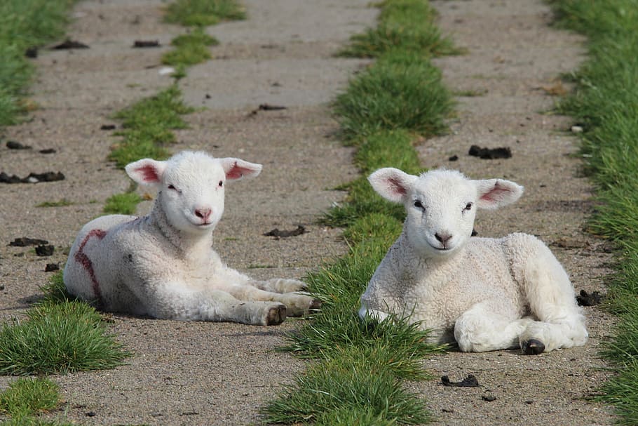 two, white, goat kids, lambs, sheep, animal, dike sheep, cute, animals, mammal