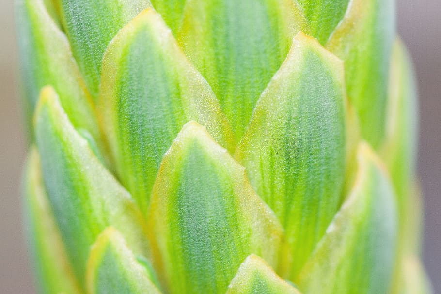 green, leaves, closeup, photography, plant, tender, fine, leaflets, greenish, yellow