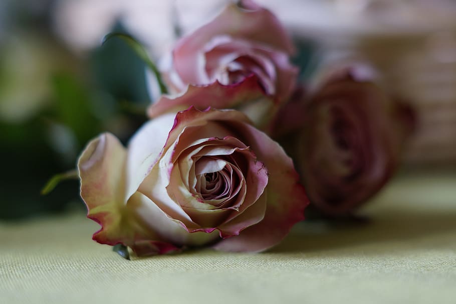 Dusky, Pink, Rose, Romance, rose, dusky pink, rose bloom, close-up, rose - flower, flower, freshness