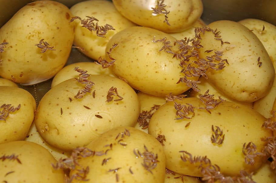 potatoes, eat, food, cooked, cook, lunch, staple food, edible, court, caraway