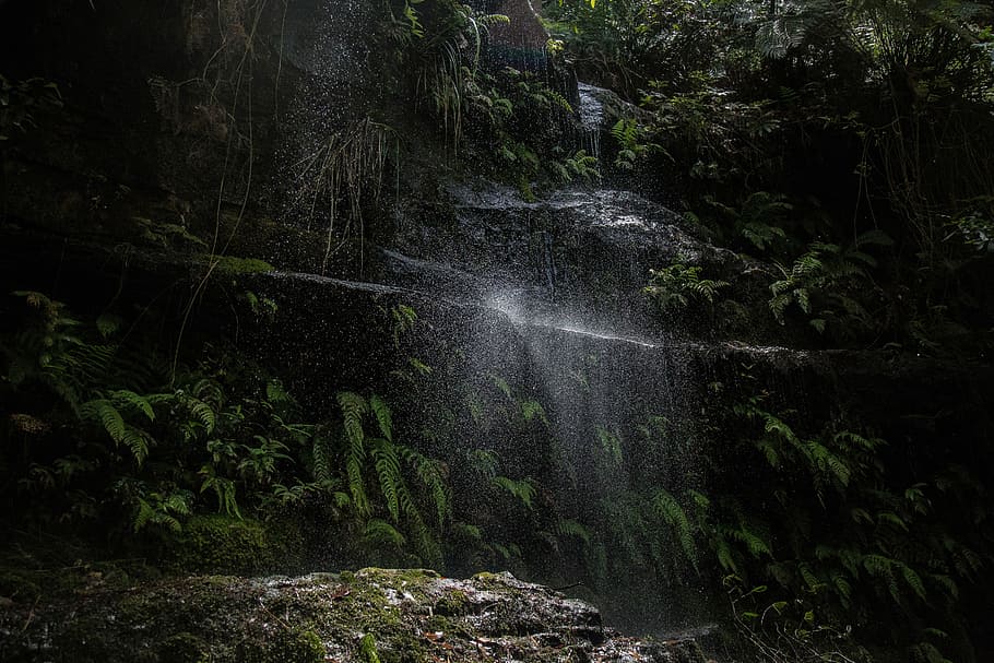 water, dropping, surrounded, leaves, nature, waterfall, forest, tree, tropical Rainforest, stream