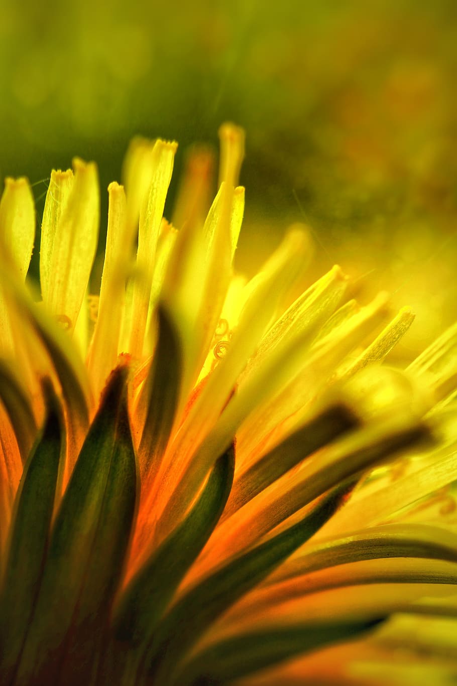 Dandelion, mekar, berkembang, bunga, kuning, makro, rinci, Bokeh, hijau, kelopak