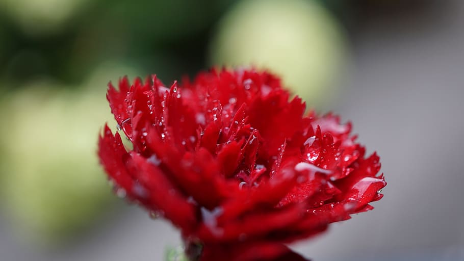 background, pattern, red, glitter, wet, drop of water, carnation, flower, blossom, bloom
