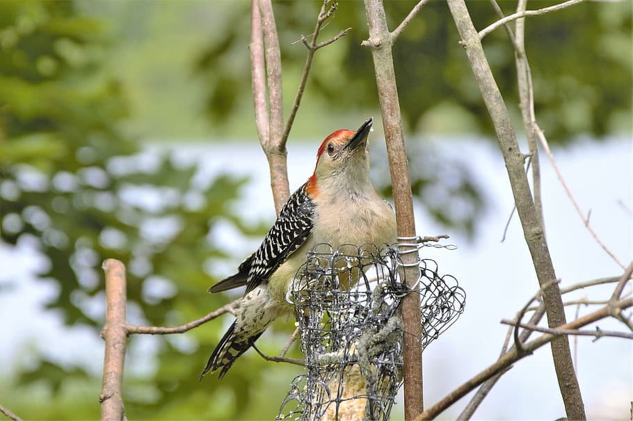 bird, woodpecker, perched, feeder, red bellied, red bellied woodpecker, closeup, lake, lake scene, wildlife