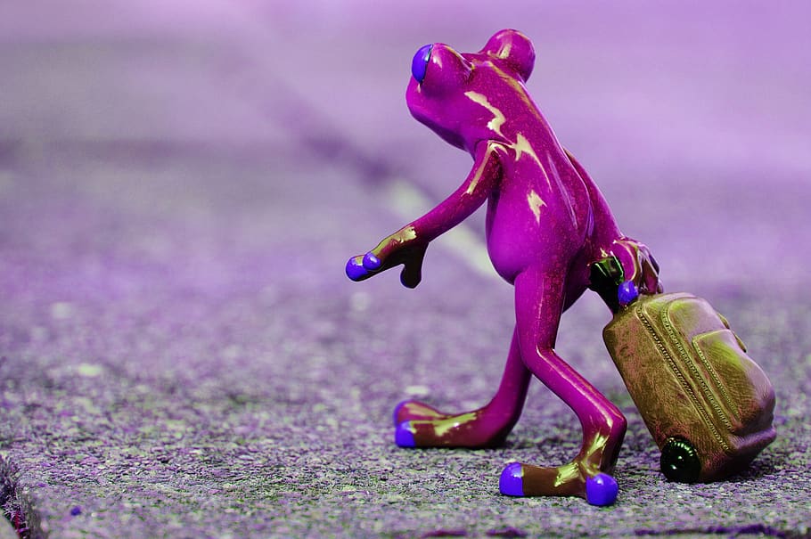 frog, farewell, travel, luggage, holdall, go away, vacations, on the go, animal, fun