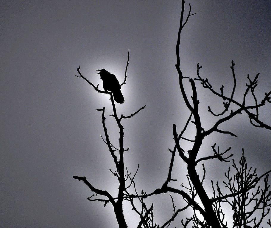 crow, withered, tree, raven, blackbird, bird, spooky, halloween, silhouette, dark