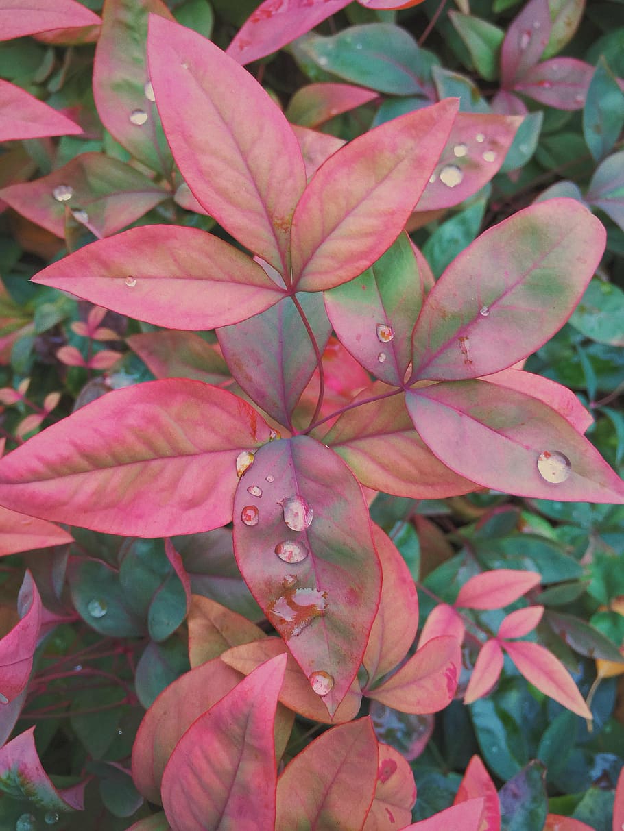 close-up photo, pink, leafed, plants, green, plant, leafs, water, droplets, flowers