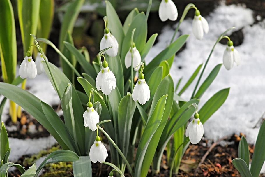 white, snowdrop flower, daytime, snowdrop, snow, cold, spring, signs of spring, early bloomer, nature