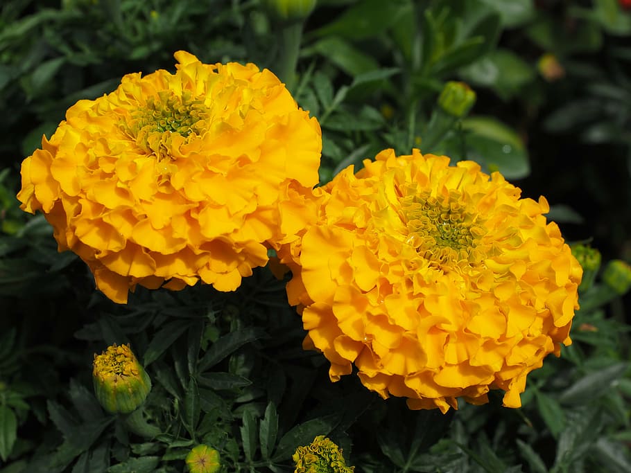 marigold, flower, blossom, bloom, yellow, marigolds, turkish carnation, dead flower, summer flower, balcony flower