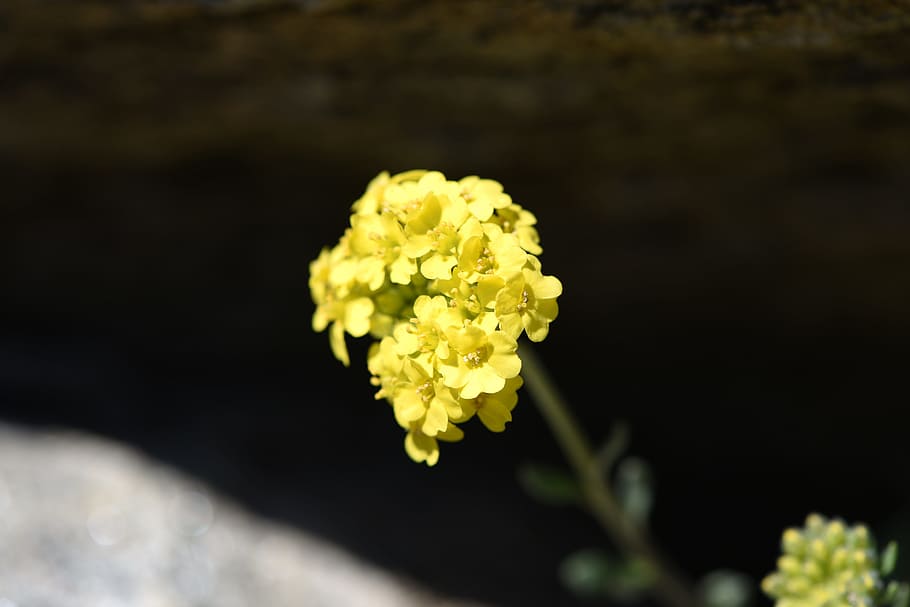 Flower, Yellow, Spring, yellow, spring flower, stone herb, yellow flower, early bloomer, spring, nature, garden
