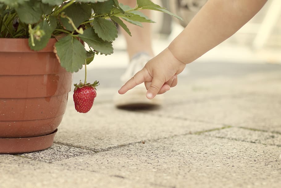 baby, pointing, red, strawberry, show, finger, hand, child, fruit, leaves