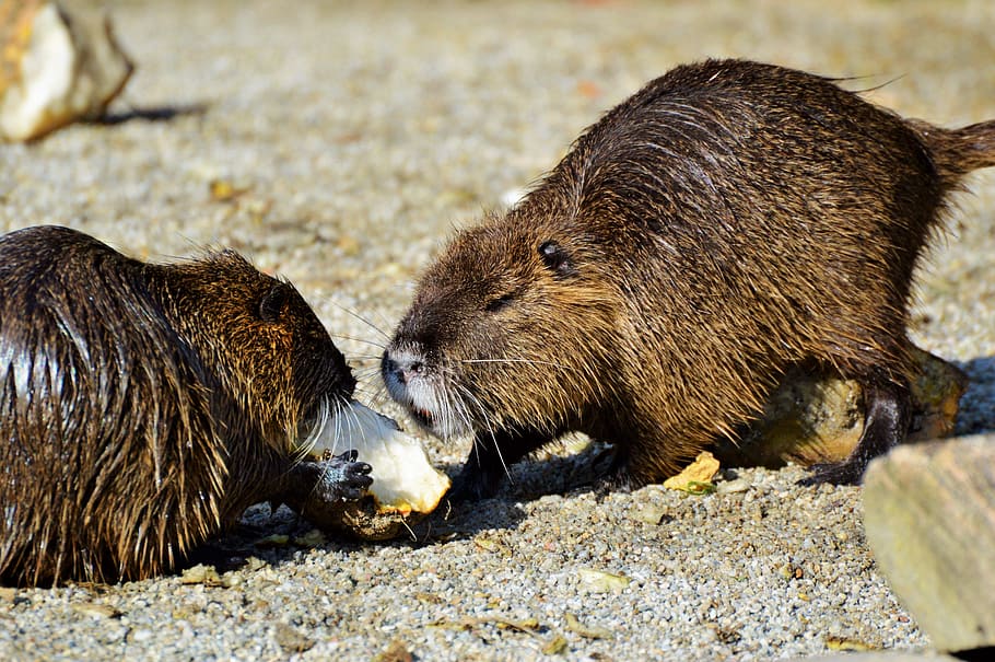 nutria, rodent, water rat, species of rodent, waters, animal, nager, water, sun, nature